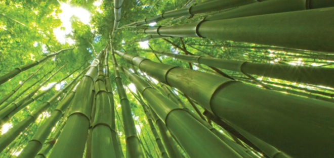 Bambuko pluoštas